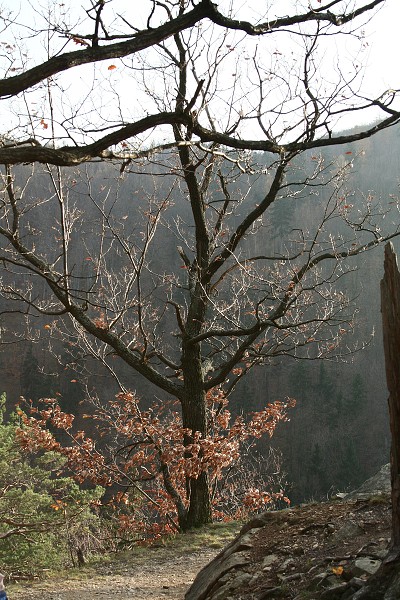 img00039.jpg